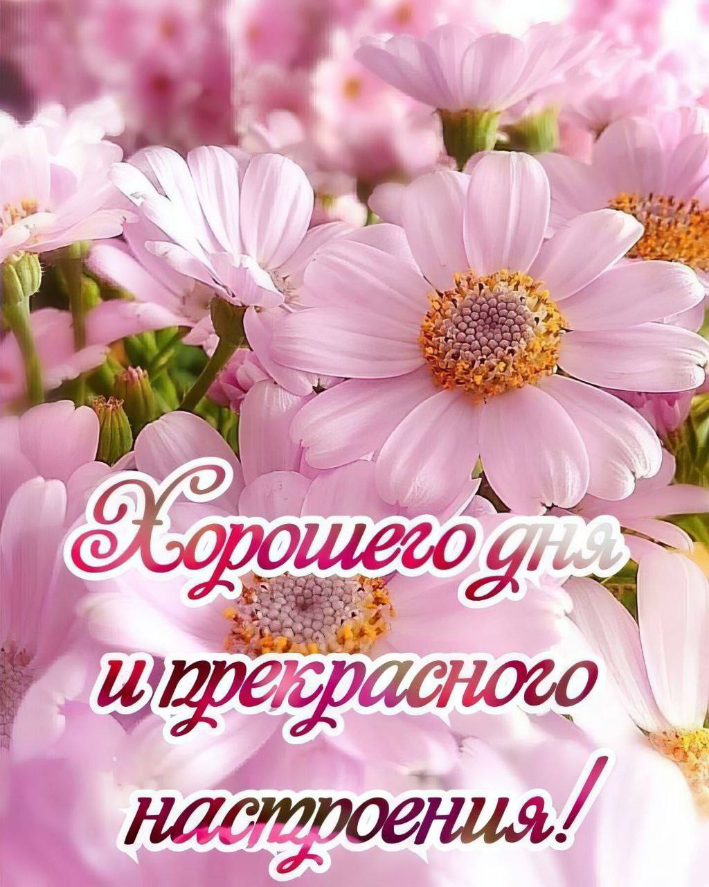 Счастливого дня открытки. Поздравления с хорошим настроением. Цветочки для настроения. Доброго солнечного дня. Хорошего дня и прекрасного настроения.