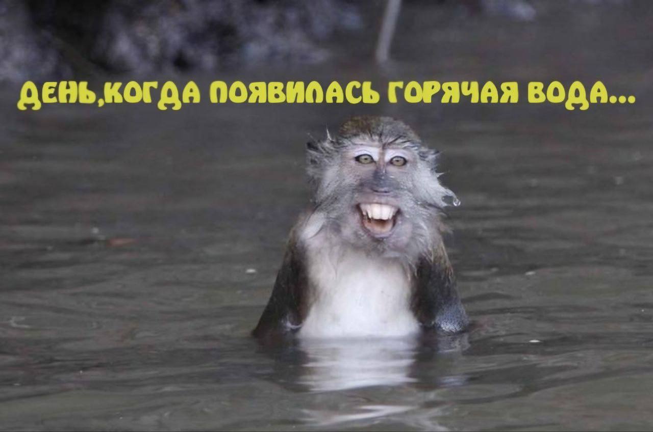 Когда день макак