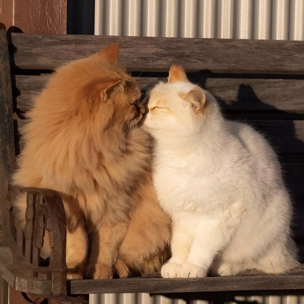 Котики целуются картинки