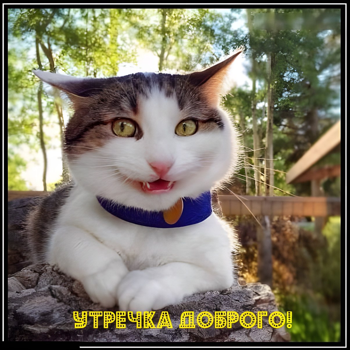 Смешные фотки котов