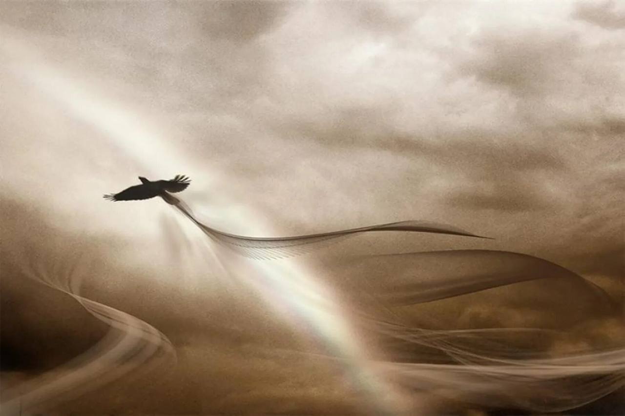 Сильфида мифология. Картина девушка с бабочками. Сильфиды духи воздуха. Ангел спящий. Птицы из души.