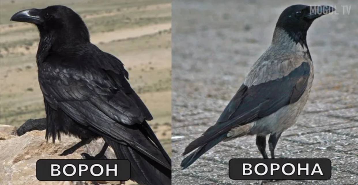 Грач и ворон отличия. Птицы ворона галка грач. В чем разница между вороном и вороной. Разница между вороном и вороной. В чем разница между вороном и вороной.