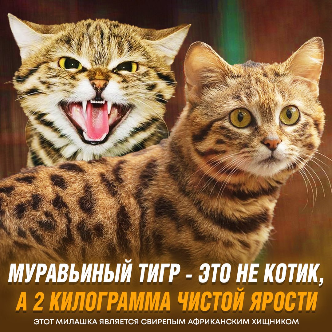 Муравьиный тигр